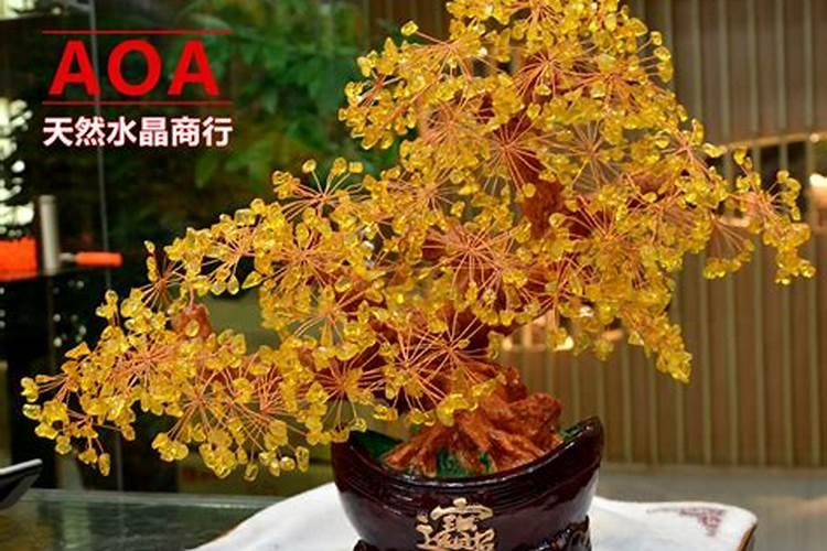 招财树摆放风水禁忌