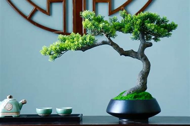 茶桌上适合哪种植物旺财
