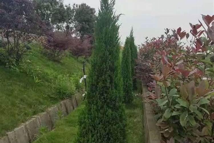 墓地栽什么树风水好,墓地种树的注意事项书生活网