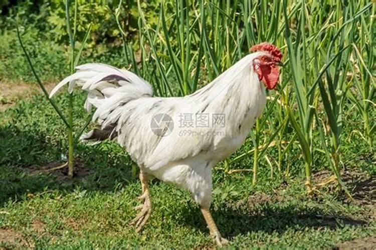 家里有白公鸡对风水好吗,切不可食用
