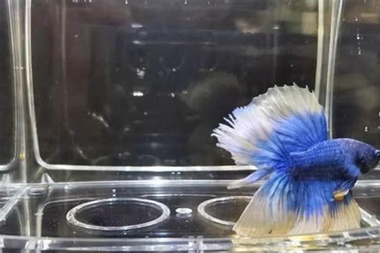 斗鱼养在家里吉利吗？