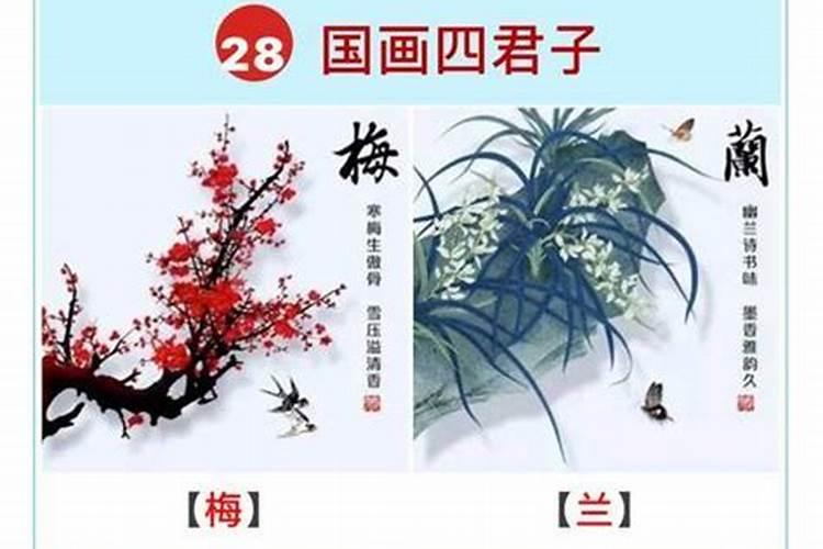 灵芝放家里有什么讲究