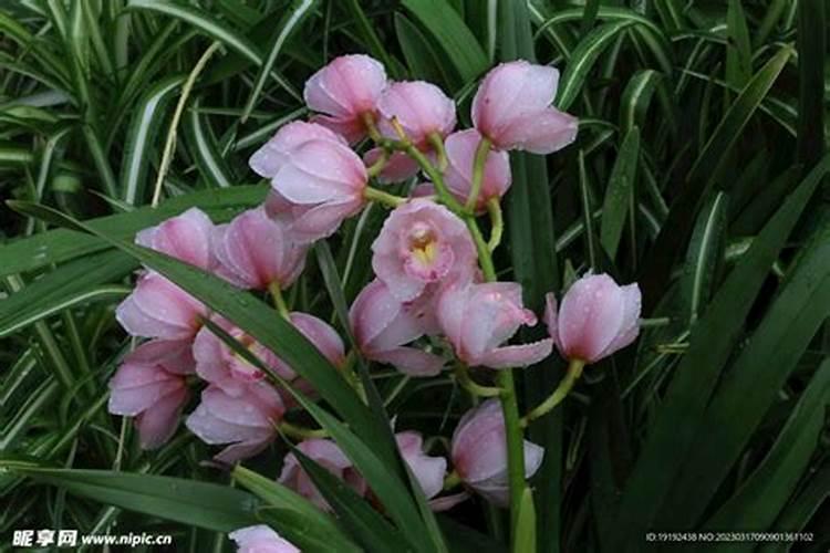 大花蕙兰风水禁忌与寓意(蕙兰摆放在家里客厅风水好吗)