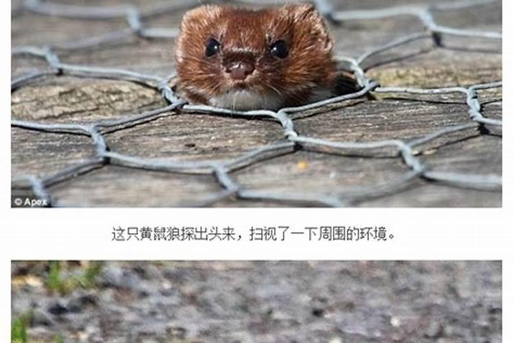 鬼吹灯第二部不是胡八一和王胖子到美国去了吗？而且还到过金字塔,去过成...