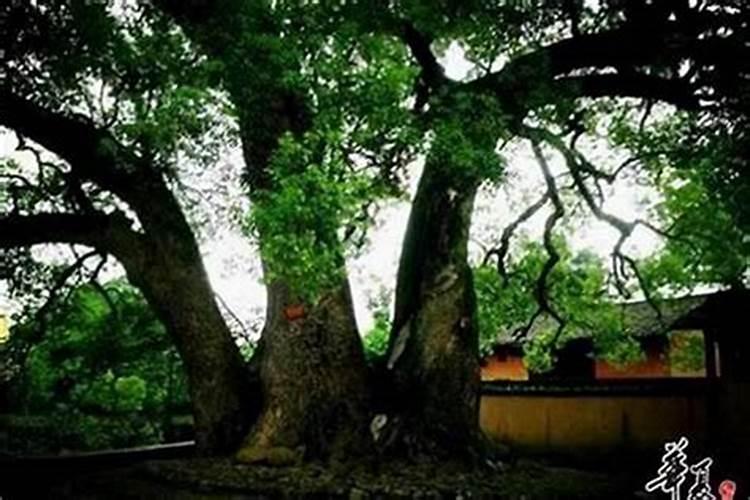 房间放什么花草对人身体好 适合在卧室放的这些植物你知道哪些