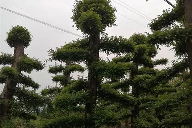 榆树盆栽适合放办公室吗