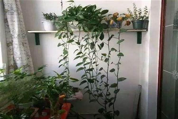 绿萝在风水上有禁忌吗？