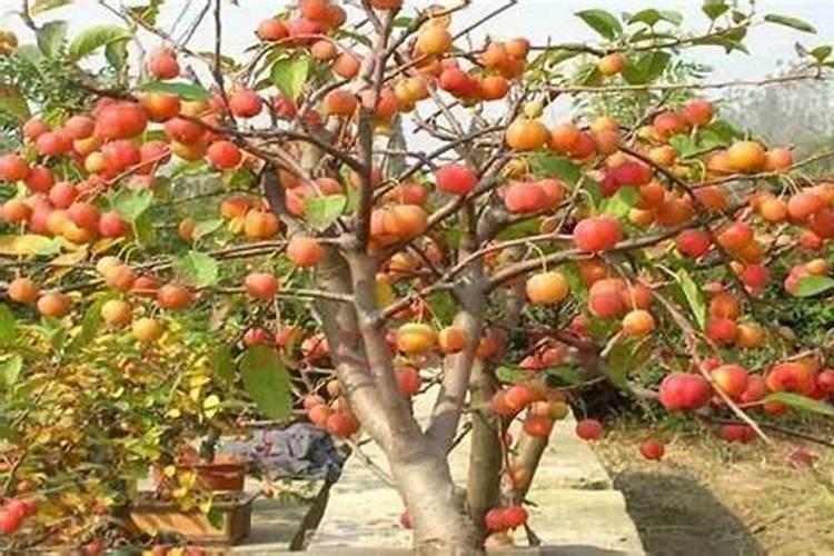 院里种李子树风水好吗？