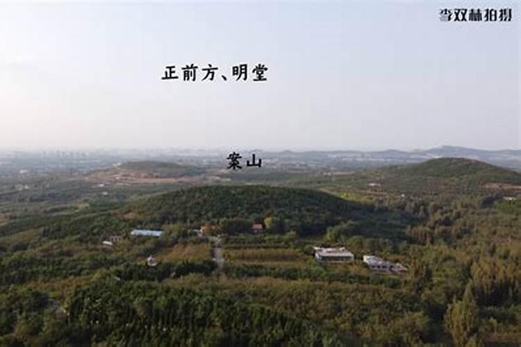 松树适合放办公室吗