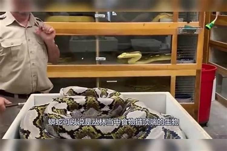 属蛇人一辈子的克星 属蛇一生最大克星