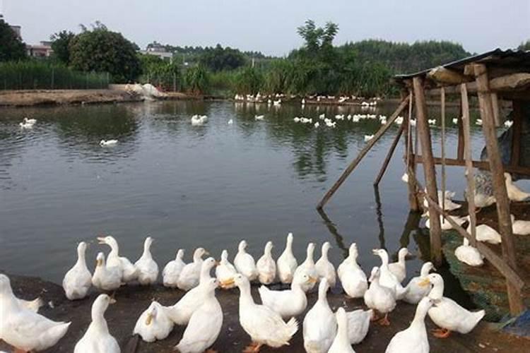 移树讲究什么风水