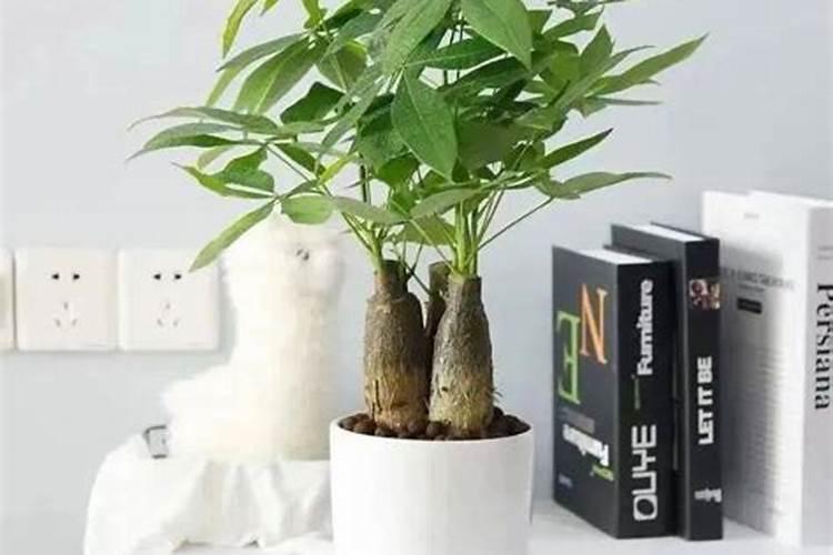 招财树风水