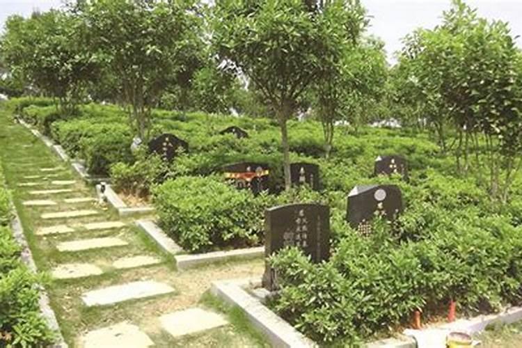 坟地里放什么花最旺财