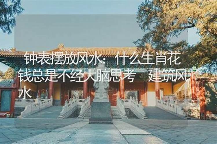 财位适合放什么植物的风水禁忌 财位适合放哪些植物的风水禁忌