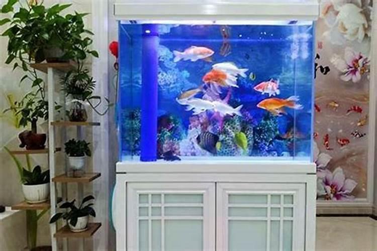 办公室养鱼风水知识 办公室养鱼的禁忌