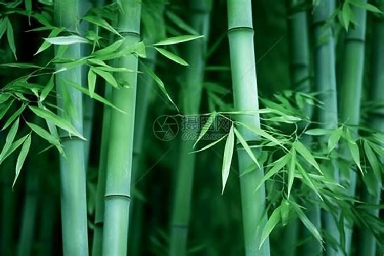 神像旁边适合放什么植物