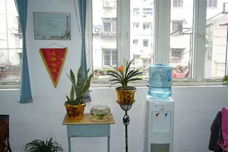 虎尾兰的寓意和象征风水;虎尾兰的摆放位置