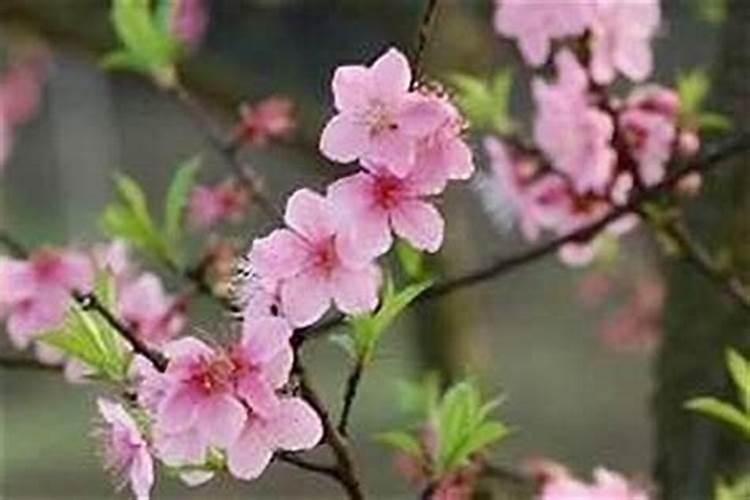 仙人掌斩桃花多久见效 「仙人掌斩桃花」几天有效？