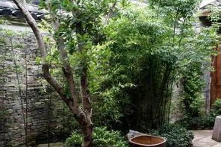 住宅周围栽种树木好吗,有什么风水讲究