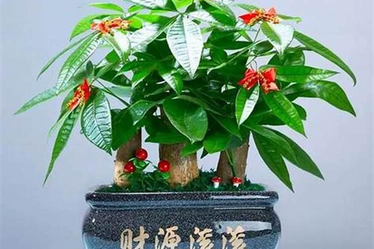 招财树的风水摆放位置 对角位招财进宝？
