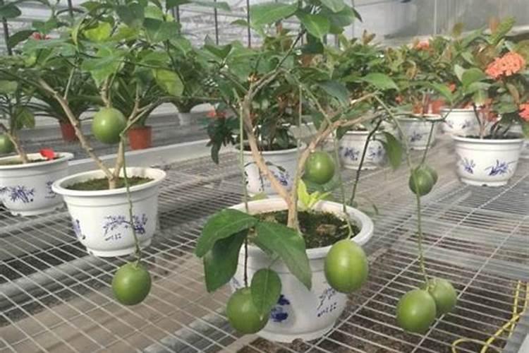 五行火旺怎么化解
