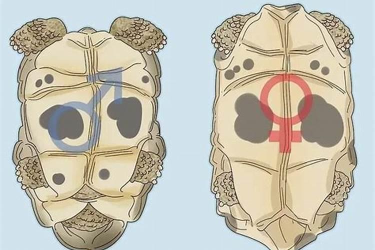 乌龟风水学