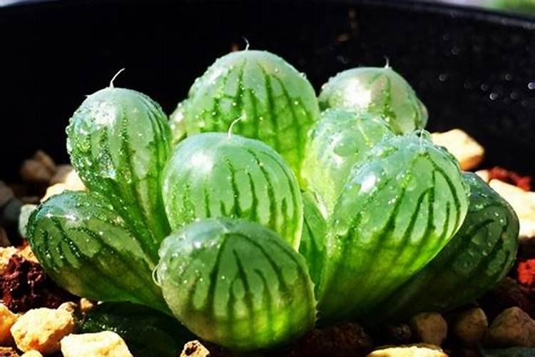 风水大师说家里不能养多肉