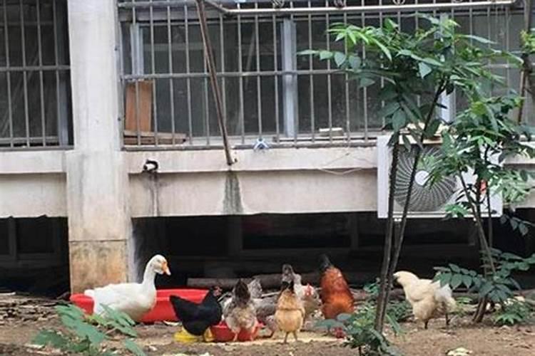 阴宅后面有个养牛场好吗？
