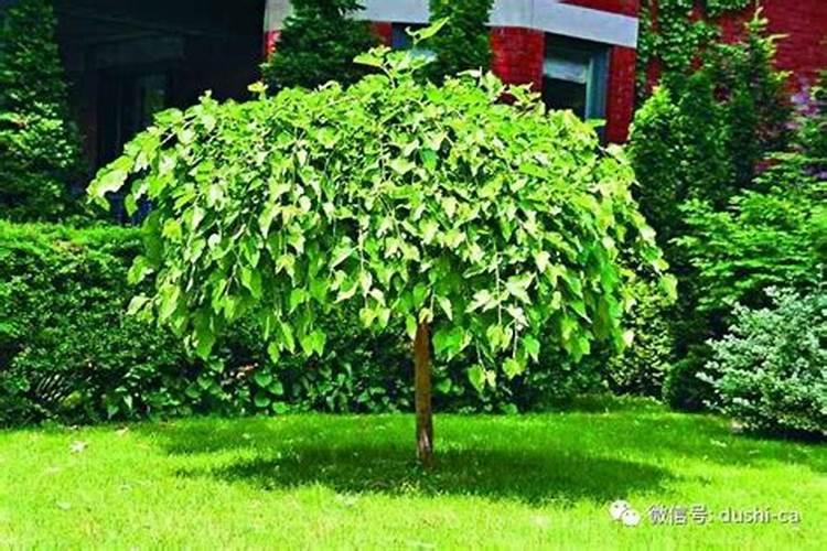 风水师屋前屋后最怕栽种什么树