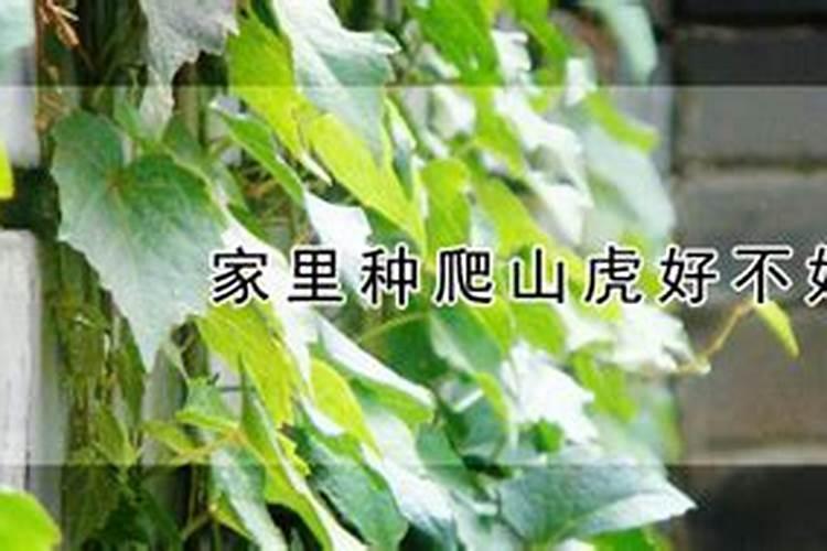 门前种爬山虎植物影响风水吗虎的风水禁忌
