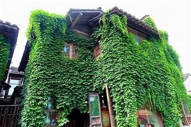爬山虎植物的寓意和象征