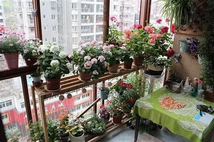种什么花盆最旺财运好风水