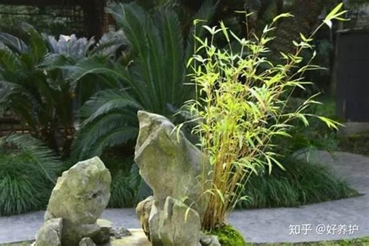 庭院应该种哪种竹子风水好