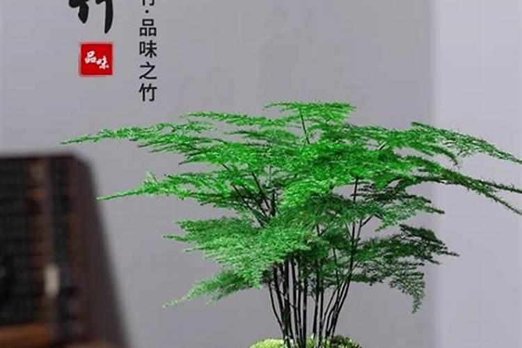 养虎刺梅花不吉利吗