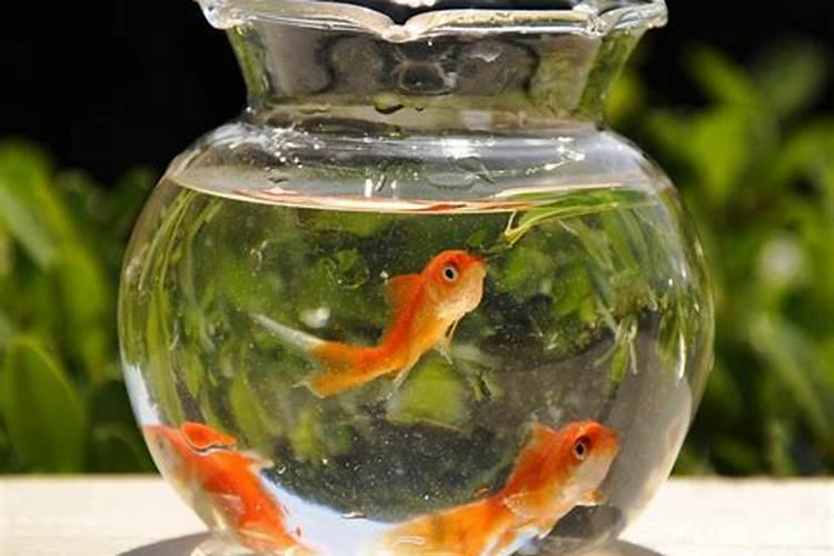 鱼缸养什么花最旺财运风水