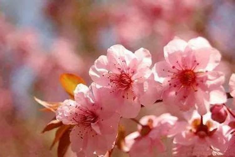 好风水让你对烂桃花say no