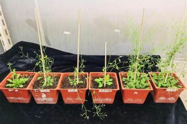 韭菜的风水寓意和种植位置