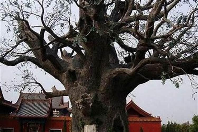 建房子留一米六宽的后院可以吗