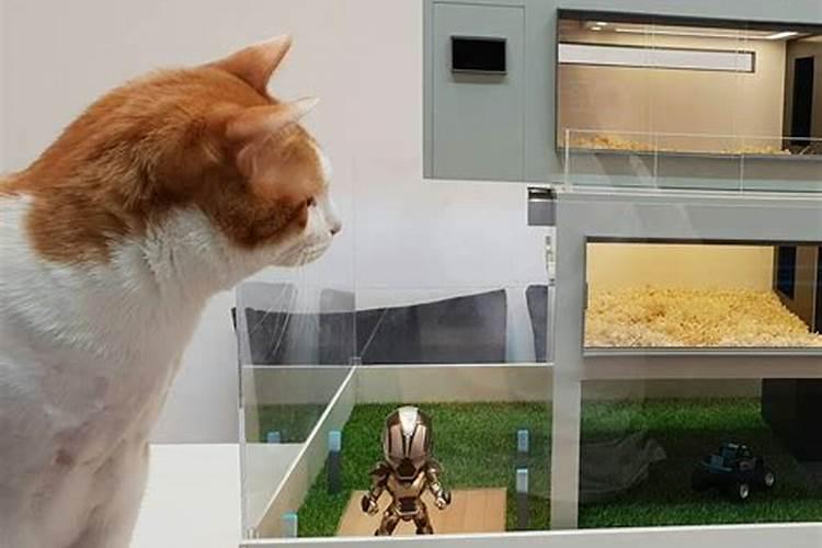 家里养仓鼠对风水好吗招财还是破财