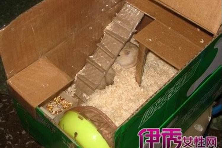 家里养仓鼠对风水好吗 招财还是破财