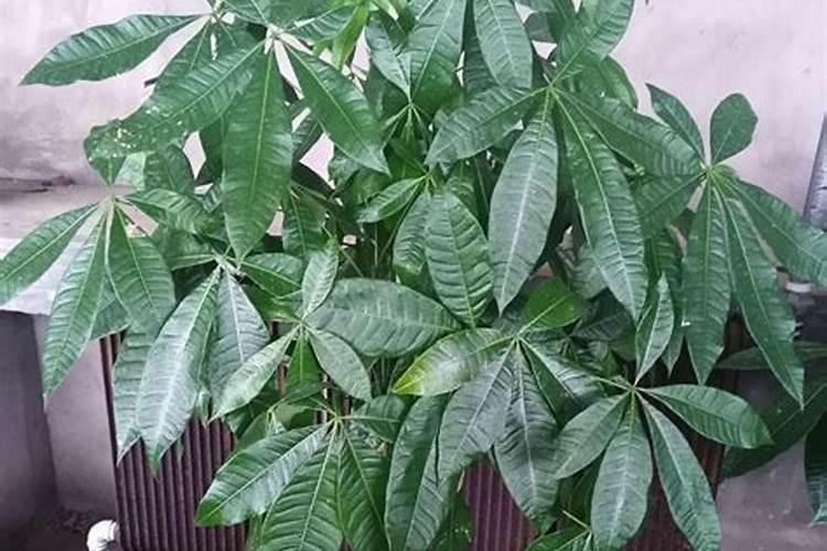 家里有天井的三大风水禁忌!避开就能财源滚滚!家宅兴旺!
