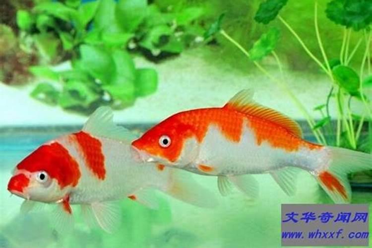 客厅风水必备锦鲤,可你知道如何摆放才招财吗？