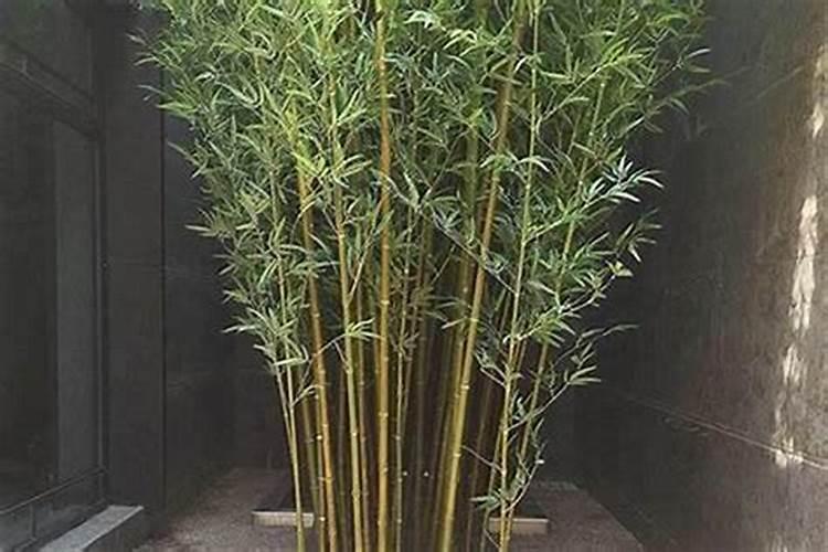 风水种哪个品种竹子好