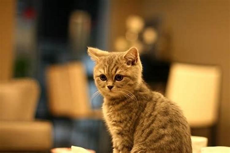 家里养什么猫风水最旺