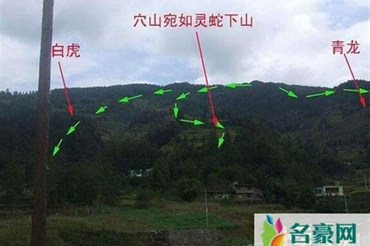 我买了大象凳一对背上放什么合适