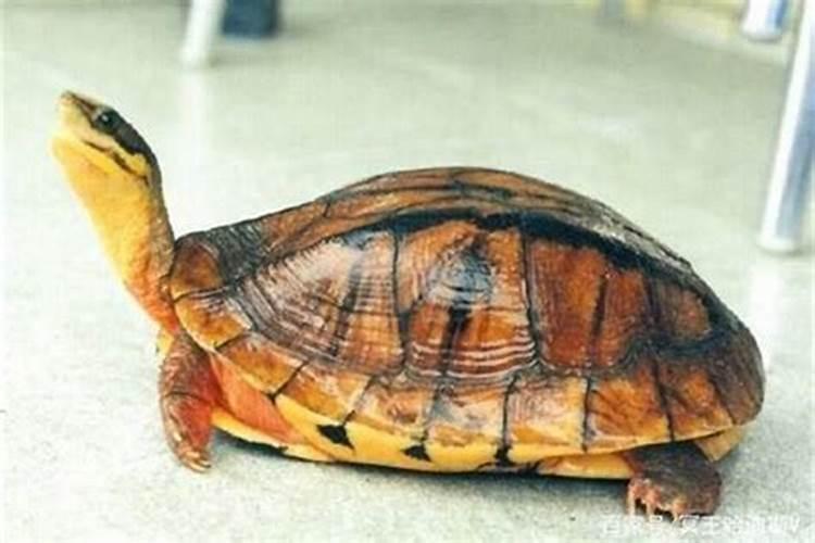 卧室放牡丹图有什么讲究吗