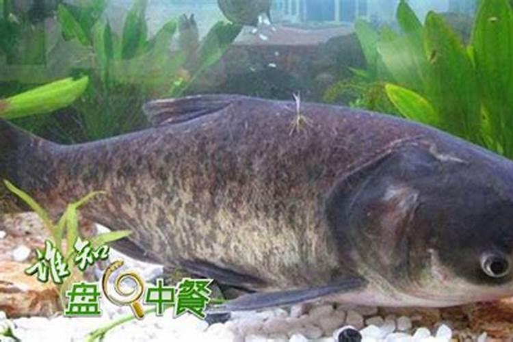 什么能挡煞