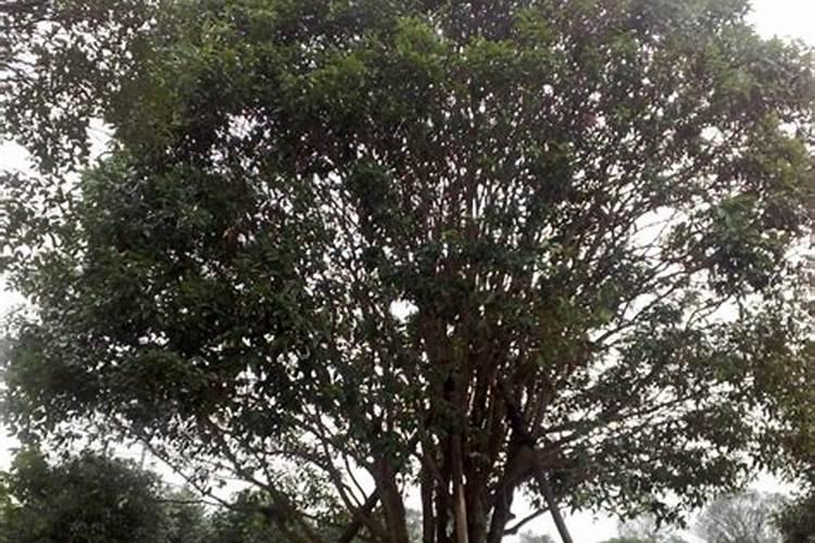 院子里种桂花树按风水上说好不好？