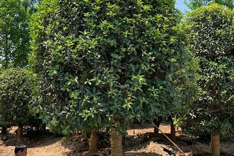 院子里种桂花树按风水上说好不好？