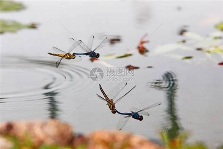 蜻蜓飞到家里风水特别好 带来福气